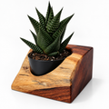 Mesquite Succulent Plant Holder