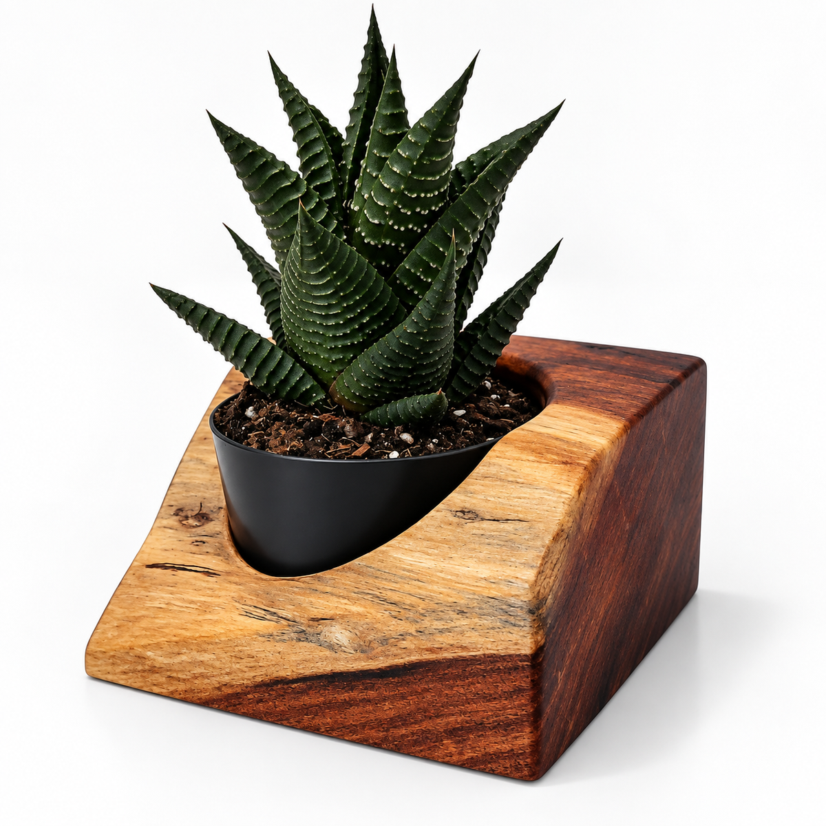 Mesquite Succulent Plant Holder